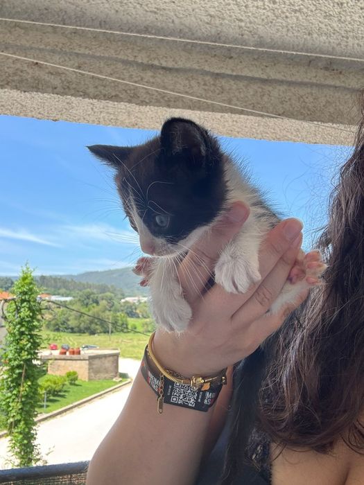 Gatos para adoção