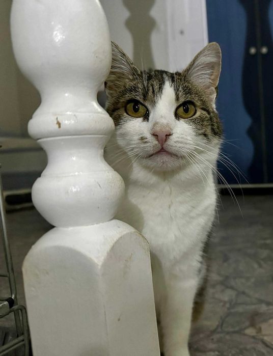 SUKURS – kotka, która oszukała śmierć i wciąż czeka na cud.