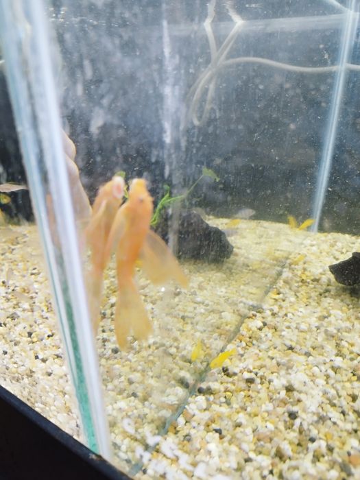 Zbrojnik glonojad ancistrus super Red welonowe samce