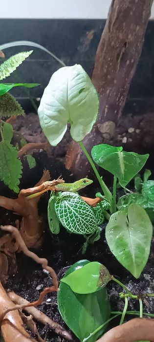 Gekon zielony Madagaskarski