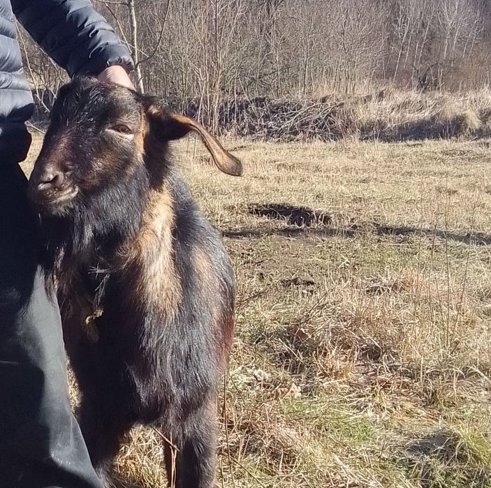 Продається Цап Нубійський