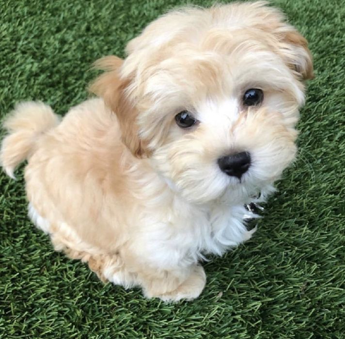 Мальтипу мини