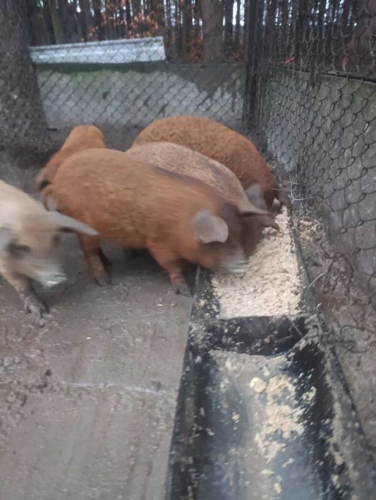 продаж поросят породи мангалиця