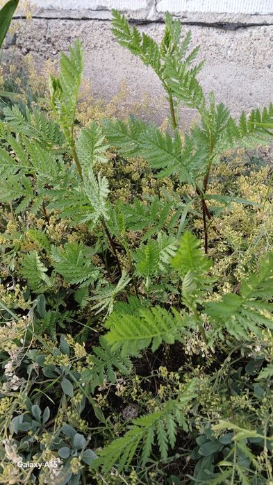 Melisa, estragon  , oregano,piołun,wrotycz sadzonki