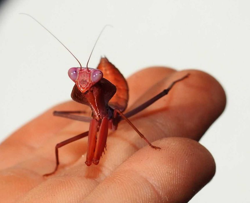Rhombodera stalii RED DEVIL Czerwona modliszka HIT