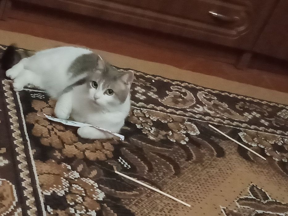 Віддам кішечку в добрі руки.