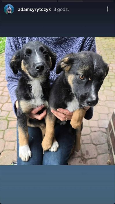 Przekochane szczeniaki, do adopcji razem lub osobno
