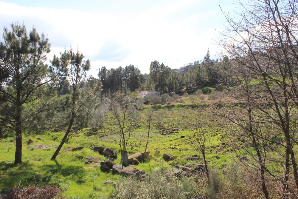 Terreno 53.265 m² com casa de granito, Olival DOP/DOC