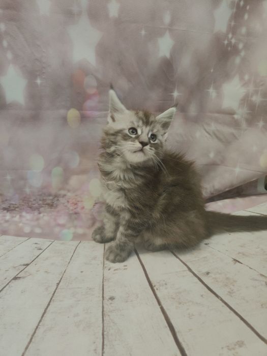 Kocurek Ptyś  Maine coon