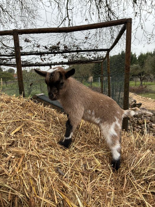 Cabras micro anãs (machos e femeas)