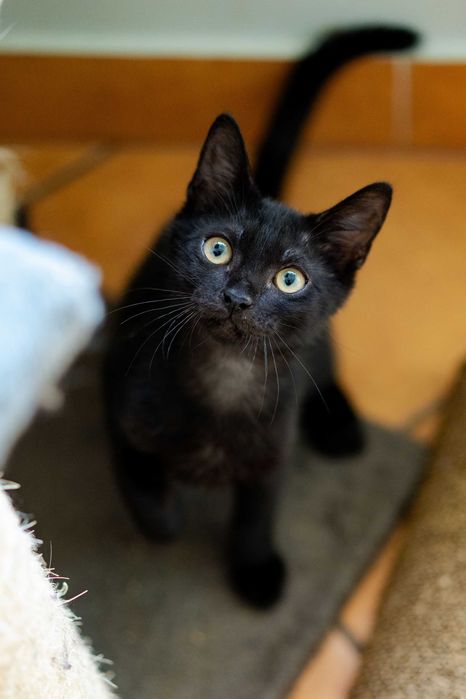 Małpa Junior szuka domu! Fundacja "Stawiamy na Łapy"