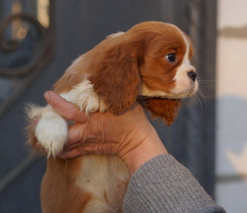 Кавалер Кинг Чарльз Спаніель,хлопчики