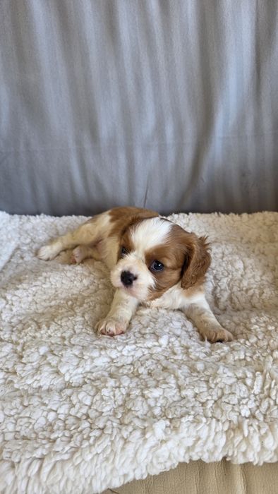 King Charles Cavalier Bicolor Fêmea