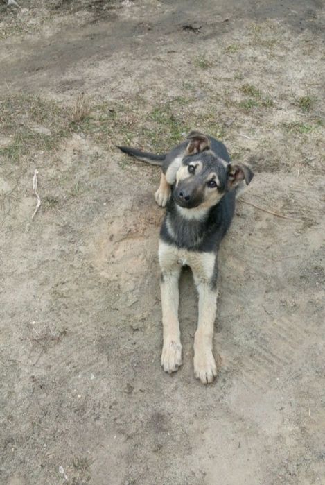 Цуценята безкоштовно