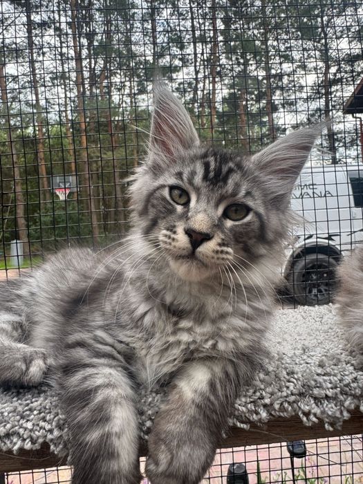 Maine Coon FPL/FIFe – srebrzysty kocurek XXL z rodowodem