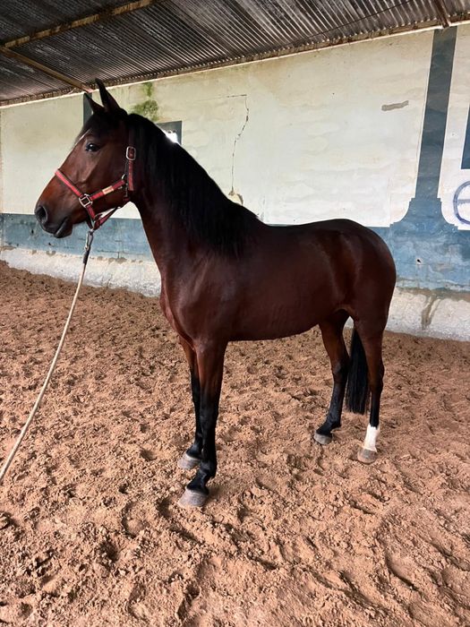 Égua Puro Sangue Lusitana