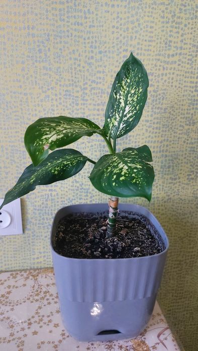 Дифенбахія плямиста ціна за шт