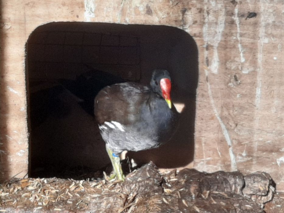 Galinhas de água (gallinula chloropus).