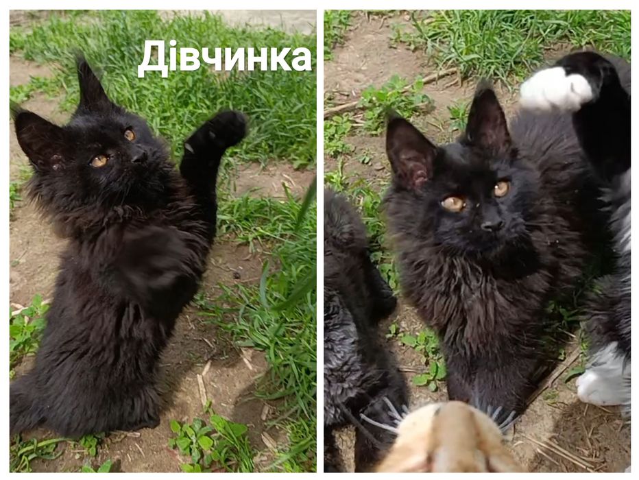 Кошенята мейн-кун, продаж
