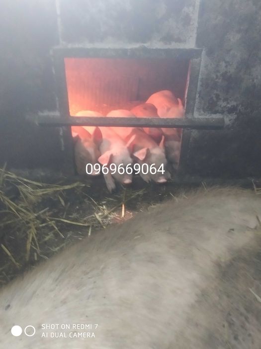 Продам поросят..