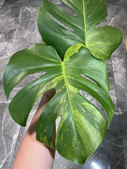 Monstera Green on Green mint szczyt