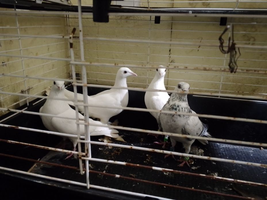 Gołębie ozdobne wysokolotne