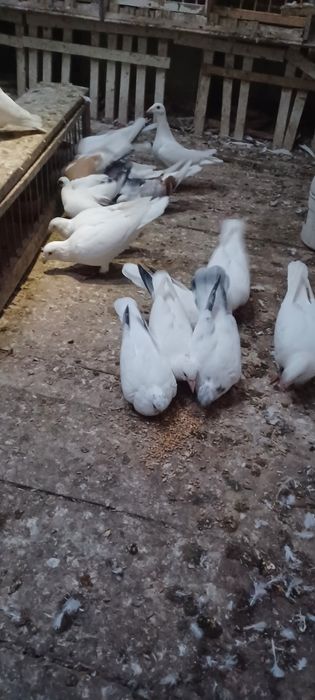 Sprzedam gołębie mewki szeki winerki