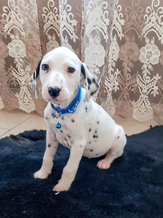 Piesek dalmatyńczyk