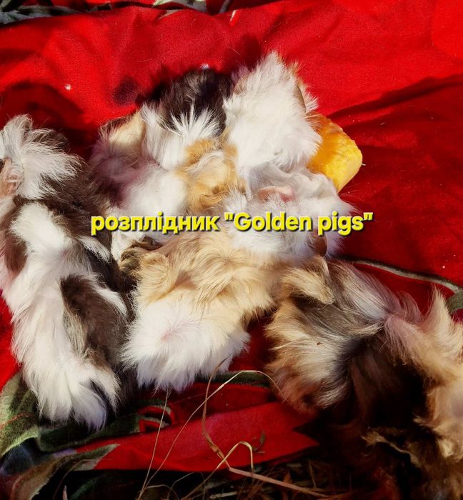 Морські свинки ангорські,морские свинки ангорские,морська свинка,морск