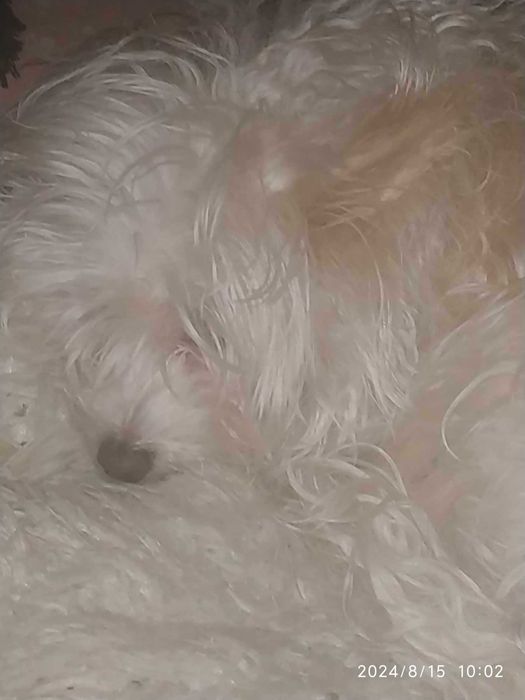 Отдам в хорошие руки