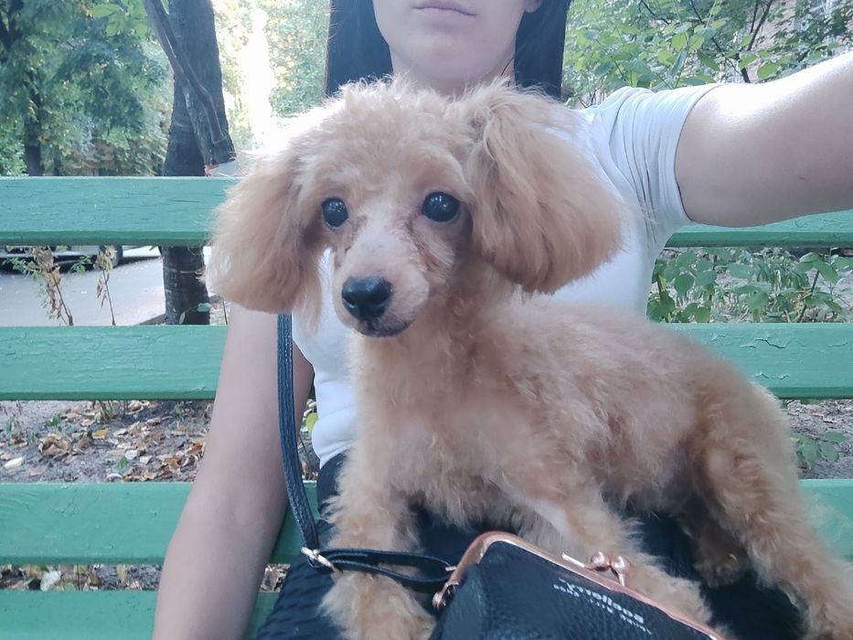 Той пудель хлопчик