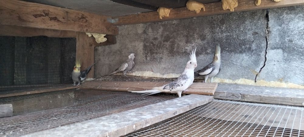 Caturras para vender