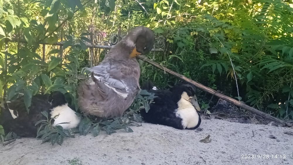 Продам Качки мулард