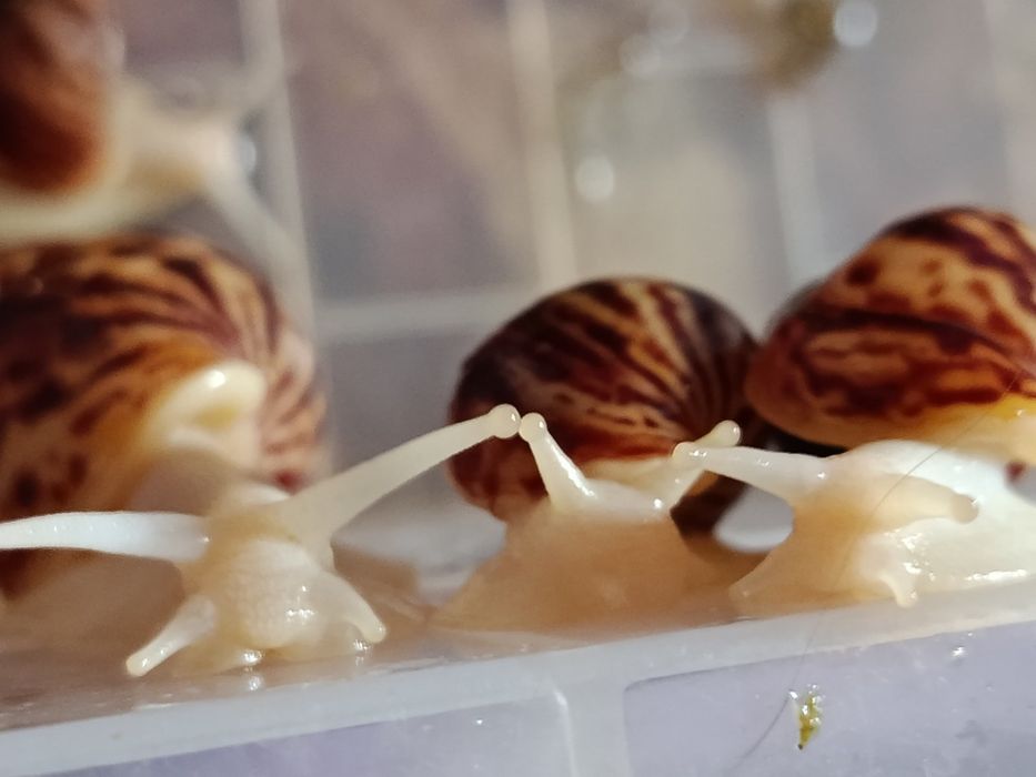 Улітки Ахатіни продам