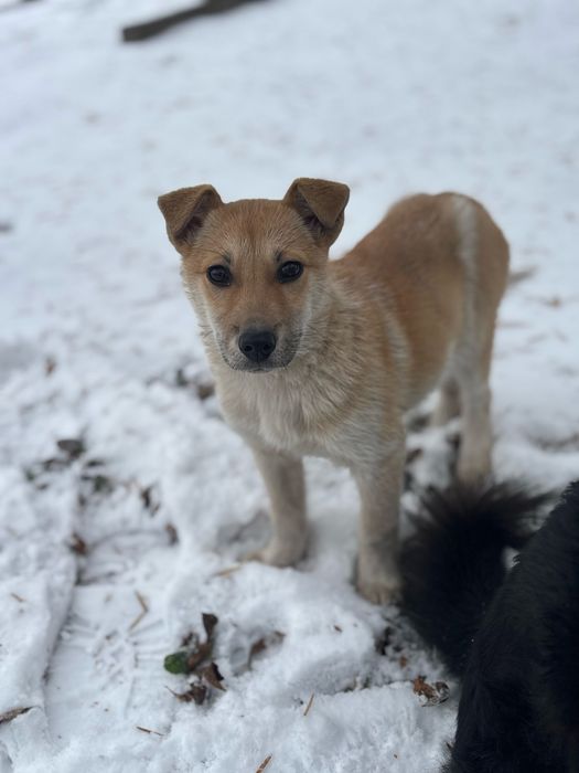 Цуценя дівчинка (3 місяці) шукає родину