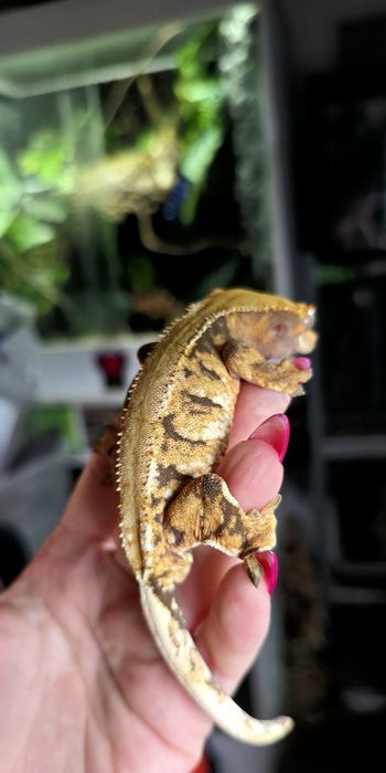 Zamienię gekony rozne