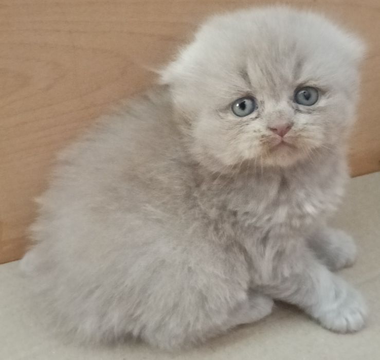 Ліловий висловухий хлопчик.