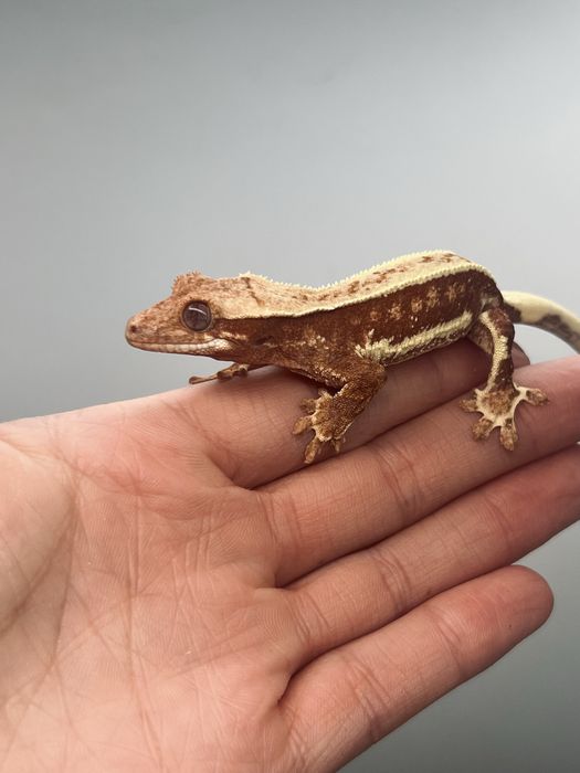 Gekon orzęsiony red lily white terrarium wyprawka pokarm