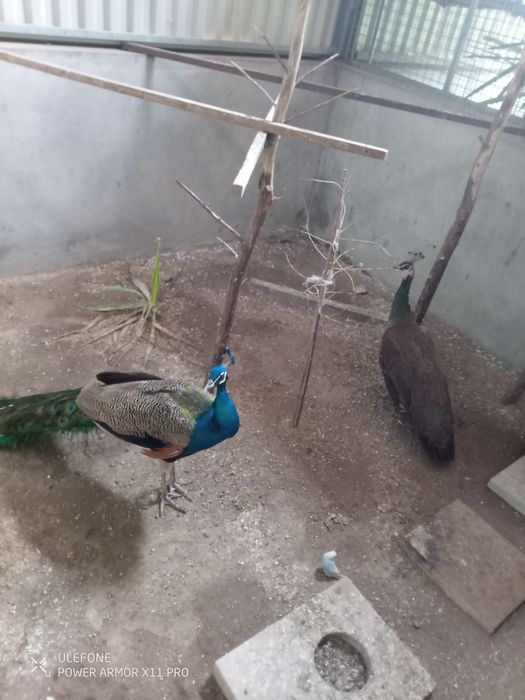 Vendo casal pavões adultos