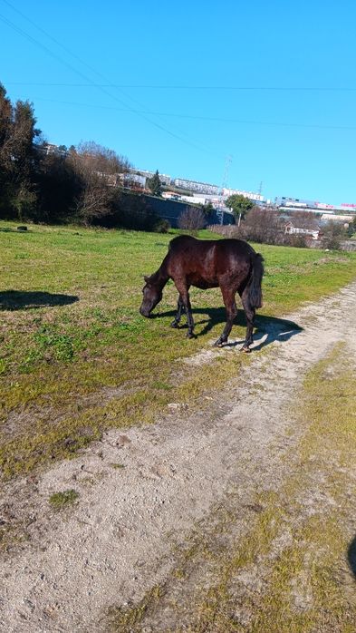 Poldra garrana  muito bem estimada