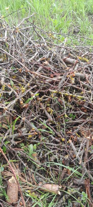 Гілки подрібнені, віддам в добрі руки