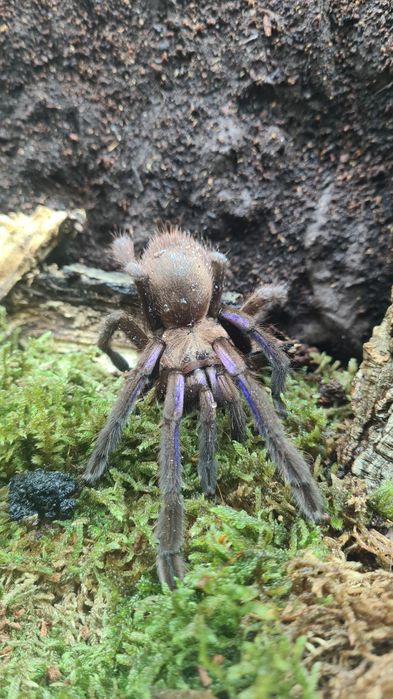 Chilobrachys natanicharum (electric blue) dorosła samica