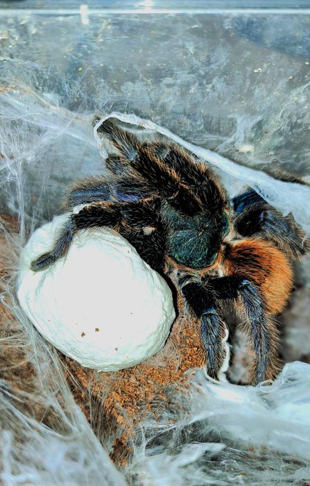 Ptasznik Chromatopelma cyaneopubescens L3