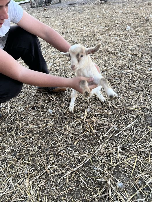 Tenho cabras anas para venda 2 machos