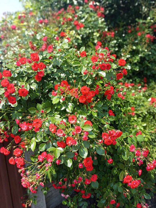 Саджанці троянд .