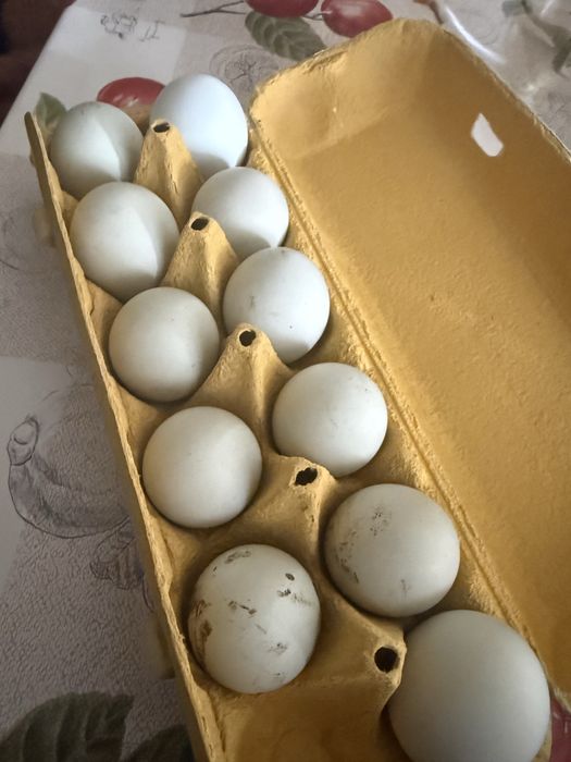 Ovos galados disponiveis