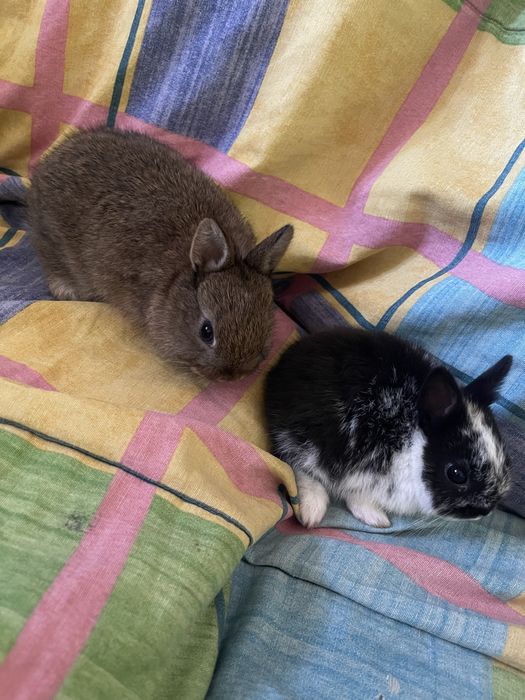 Coelhos anoes bebes