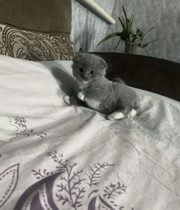 продам котиків порода вісловухі