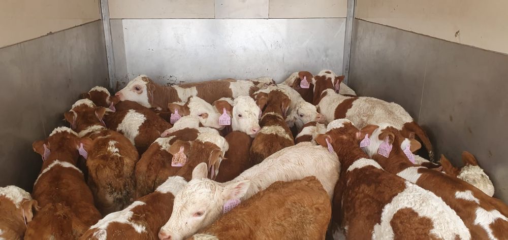 Byczki mięsne i mieszanki duży wybór