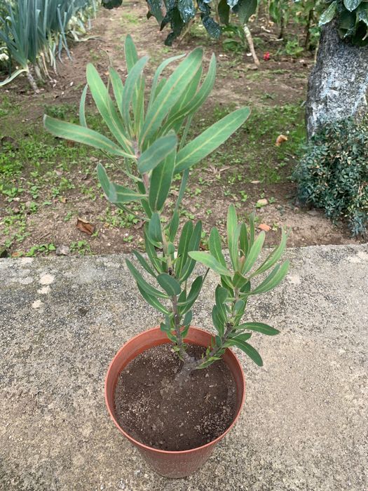 Vasos proteia cor de rosa